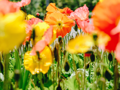 Flowers Blooming And Cows 1 Rs