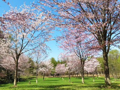 ニセコエリアの桜
