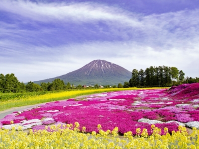 2017 Hdr Shibazakura Mishima Sans Garden Kutchan Town 5