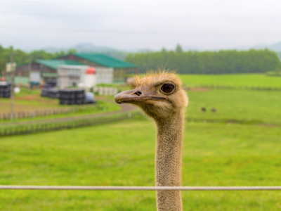 Niseko Ostrich Farm 4