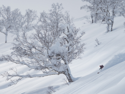 Fresh Powder in Niseko