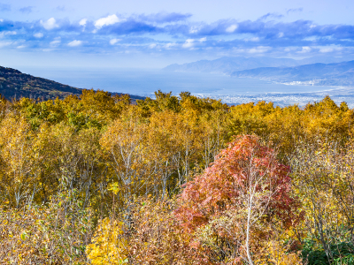 Panorama Line With Autumn Trees