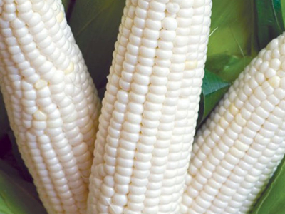 Raw Sweetcorn
