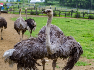 Rhythm Bike Tour At Lake Toya Summer 2017 19 Ostrich Farm Niseko Town