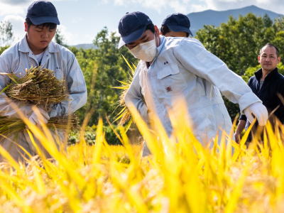 Rice Harvesting with Kutchan Agricultural High School HR 6362