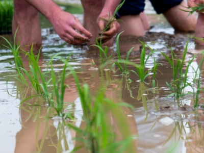 Rice Planting LR 354