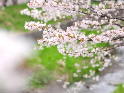 Sakura