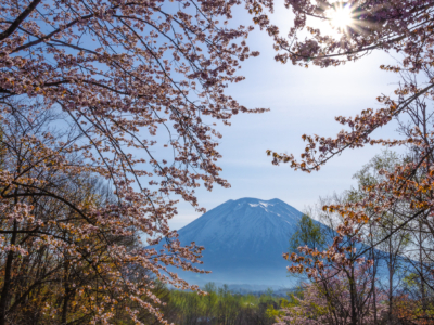 Full bloom sakura with Mt. Yotei