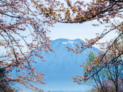 ニセコの桜2020春