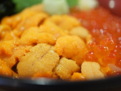 Sea Urchin 1