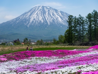 Shibazakura
