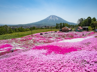 Shibazakura 2019 Lr 7033
