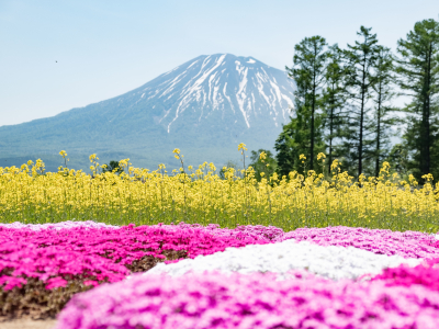 Shibazakura 2019 Lr 7052