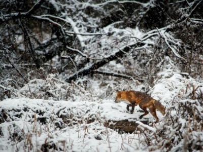 Animal Cold Environment 247395