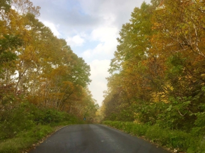 autumn-leaves-niseko
