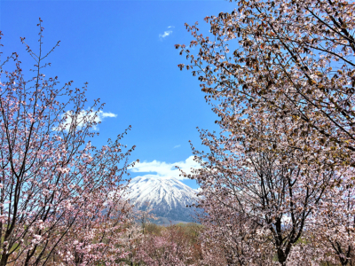 Beautiful Scenery Of Niseko Spring 2017 7