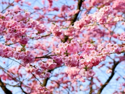 Cherry Blossom 1318258 960 720