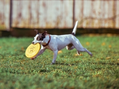 Dog Running