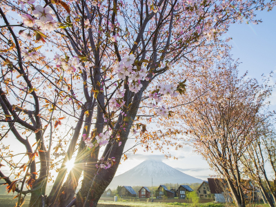 Hirafu 2 Spring Cherry Blossoms Sakura Mt Yotei