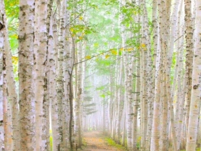 Japanese White Birch Trees