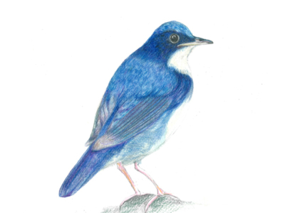 Koruri Wild Birds