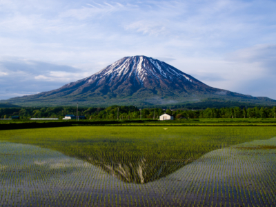 Local Rice Field00001