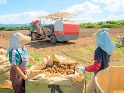 Potato Harvest Season 2017 3