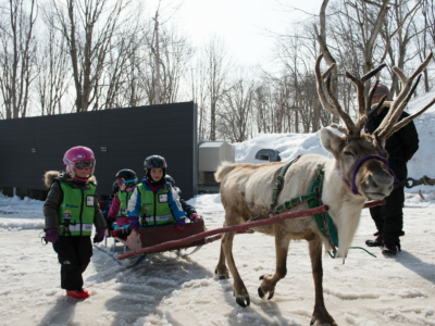 Reindeer rides, Ki Niseko