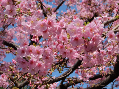 Sakura Cherry Blossom Pixabay 1228107