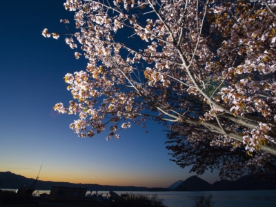 Toya Lake 4 Sunrise Sakura Cherry Blossoms Spring