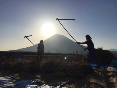 Threshing the white azuki beans