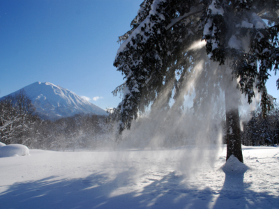 Winter Powder Youtei Tree Snow Falling