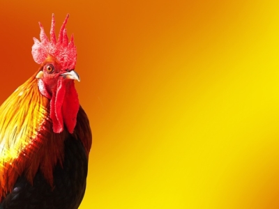 Year Of The Rooster 2017 Stock Image Pixabay
