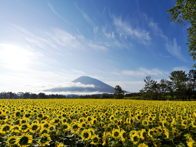 yotei-sunflowers