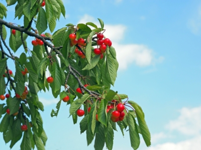 Cherries 1495043 1920