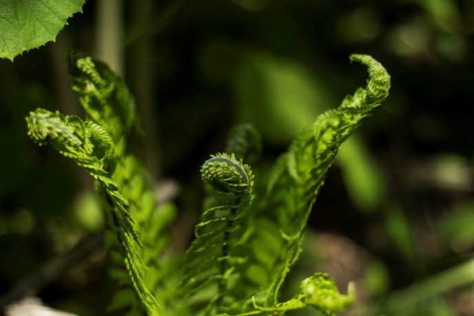 Ferns Unfurling In May Too Late To Pick Them As Fiddleheads