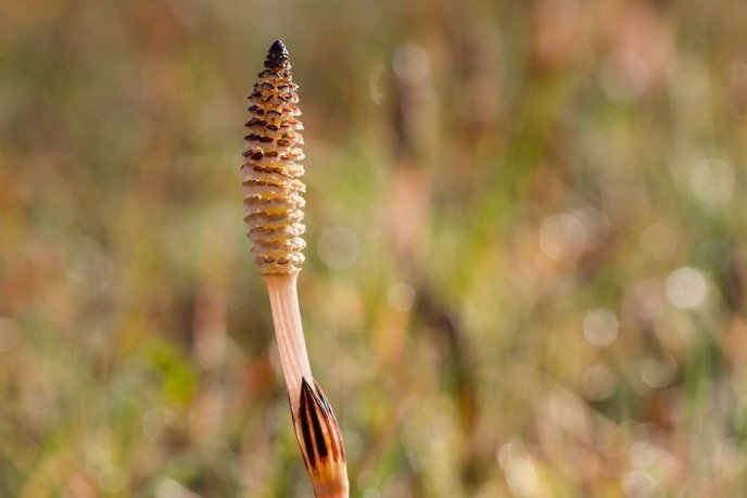 Horsetail 2296440 960 720From Pixabay