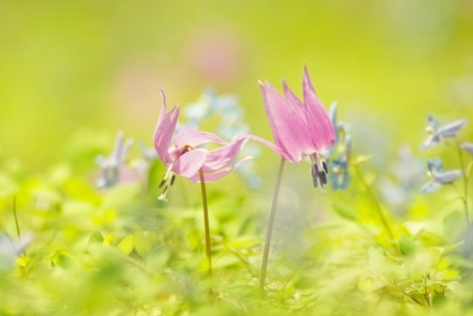 Katakuri Flowers