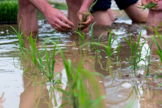 Rice Planting LR 354