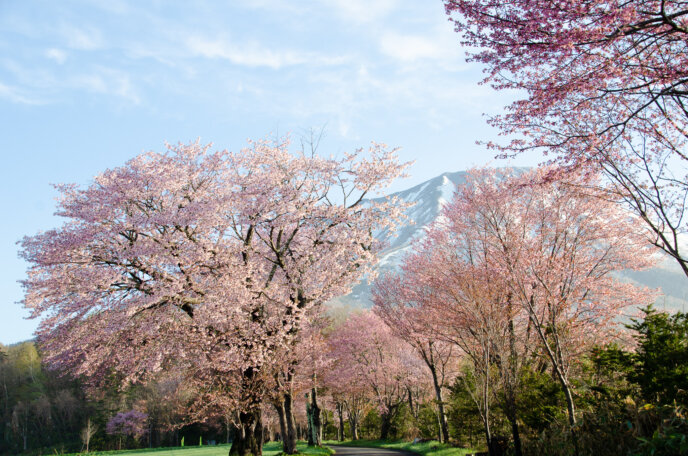 Sakura in full bloom 202000004