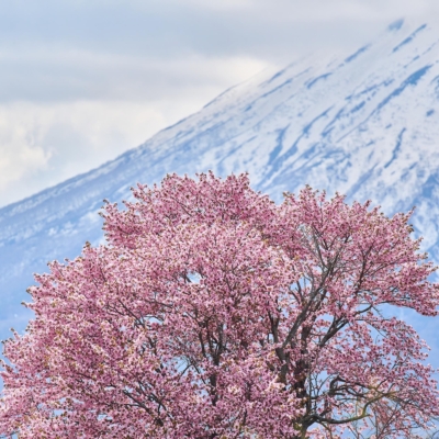 桜の季節到来。ニセコでのお花見を最大限に楽しむためのガイド