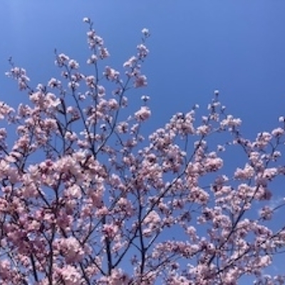 Spring Sakura April 2023 2