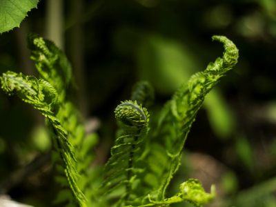 Ferns Unfurling In May Too Late To Pick Them As Fiddleheads