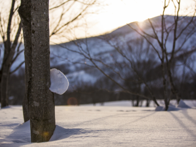 Winter In Niseko